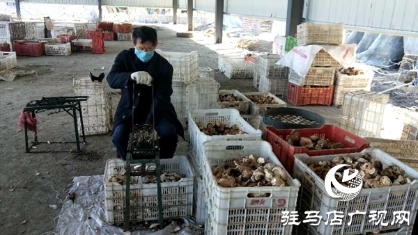 泌陽縣楊家集鎮(zhèn)菇農(nóng)家門口掙外匯