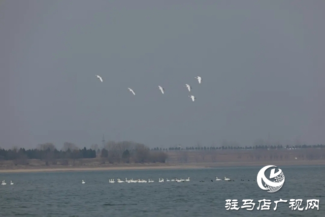 泌陽縣銅山湖濕地公園飛來一群白天鵝