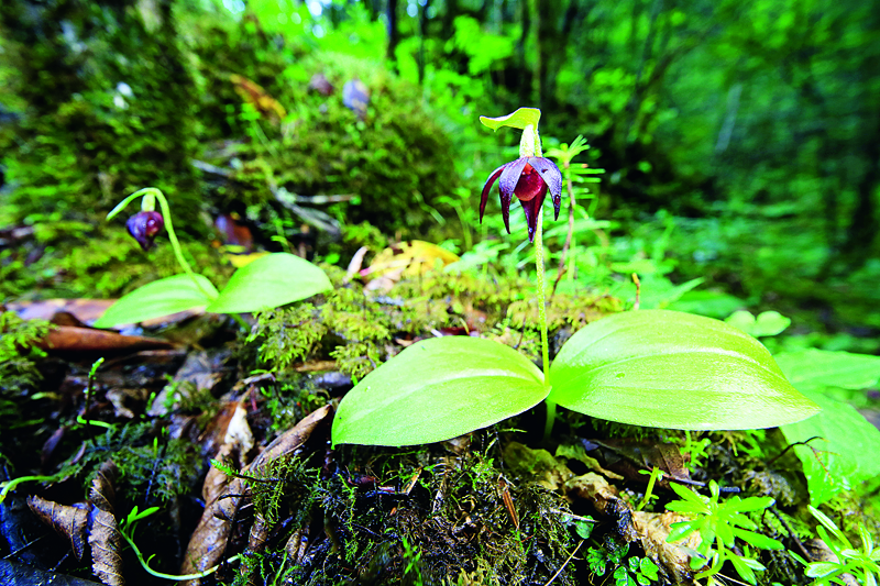 2019年中國野生動(dòng)植物保護(hù)十件大事揭曉