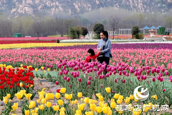 嵖岈山郁金香園3月24日開園迎客 醫(yī)護(hù)工作者可憑有效證件免費(fèi)入園