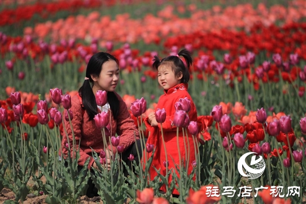 嵖岈山郁金香園3月24日開園迎客 醫(yī)護(hù)工作者可憑有效證件免費(fèi)入園