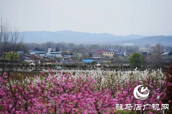 泌陽縣馬谷田鎮(zhèn)河南村萬畝果園 桃紅梨白花香正漫