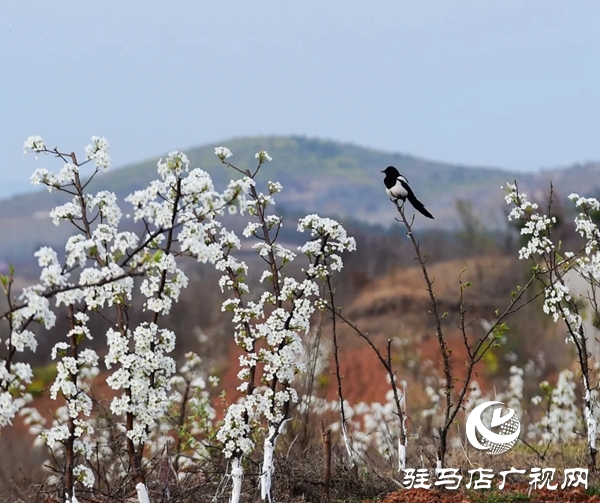 泌陽縣馬谷田鎮(zhèn)河南村萬畝果園 桃紅梨白花香正漫