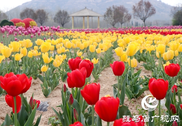 嵖岈山郁金香園3月24日開園迎客 醫(yī)護(hù)工作者可憑有效證件免費(fèi)入園