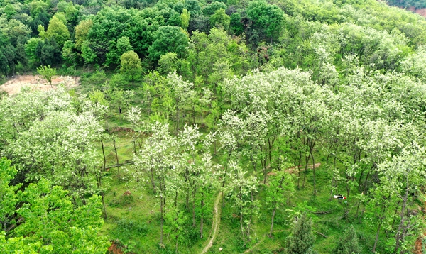 遂平縣槐樹鄉(xiāng)首屆“槐花節(jié)”吸引20多家企業(yè)參展