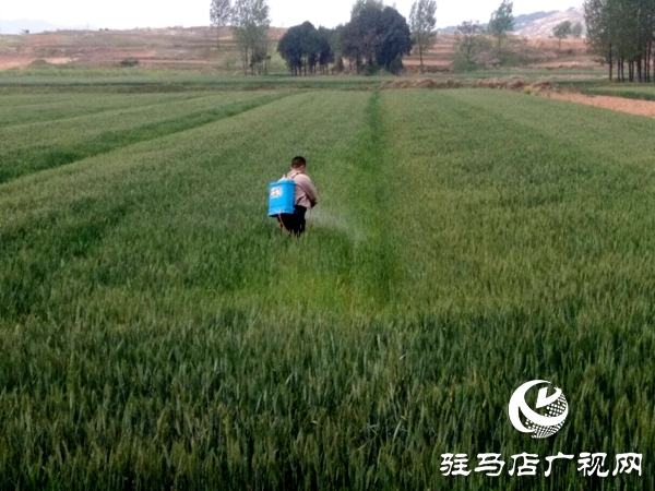 泌陽縣春水鎮(zhèn)切實抓好春季麥田管理