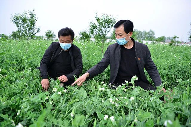 駐馬店這個(gè)社區(qū)：豌豆花開分外香 林下經(jīng)濟(jì)富一方