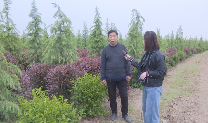 幫幫他吧！上蔡縣70畝紅葉石楠滯銷，種植戶發(fā)愁……