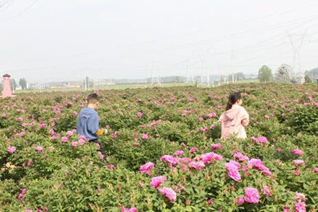 駐馬店有個(gè)籽粒村，玫瑰花開幸福來……