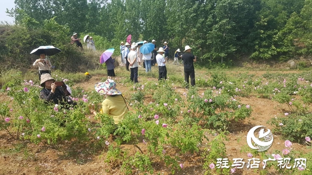 泌陽縣王店鎮(zhèn)：美麗“香”村聞名四方成為旅游網(wǎng)紅打卡地