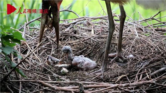 母親節(jié)，看動物老母親如何反芻哺育幼崽