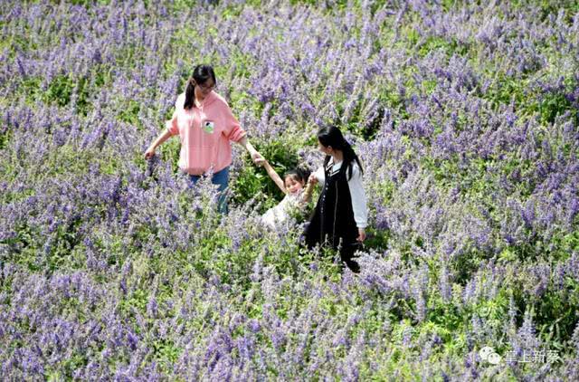 快去打卡!駐馬店這里有個7000多畝的紫色花海，美翻了