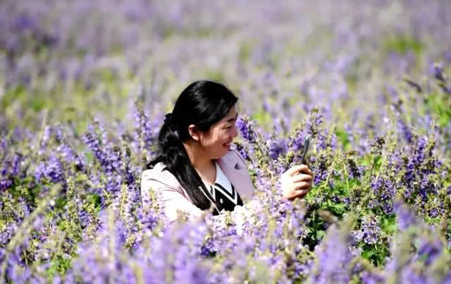 快去打卡!駐馬店這里有個7000多畝的紫色花海，美翻了