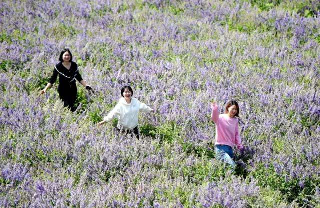 快去打卡!駐馬店這里有個7000多畝的紫色花海，美翻了