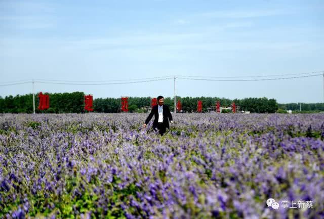 快去打卡!駐馬店這里有個7000多畝的紫色花海，美翻了