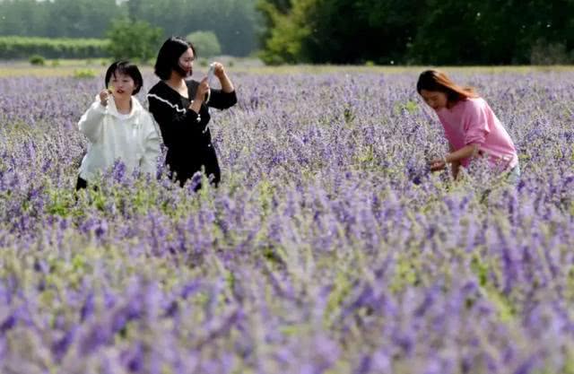 快去打卡!駐馬店這里有個7000多畝的紫色花海，美翻了