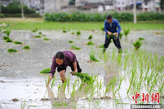 小滿節(jié)氣到！民間祭車神、吃野菜