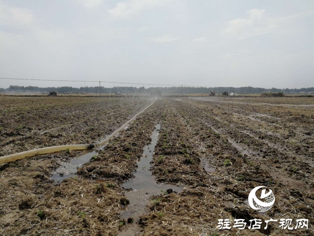 汝南縣邢莊村:筑壩截水、疏通溝渠，抗旱搶種保“三夏”