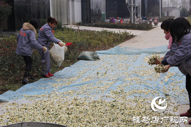 《非遺文化·匠心傳承》——重陽菊花酒釀造技藝