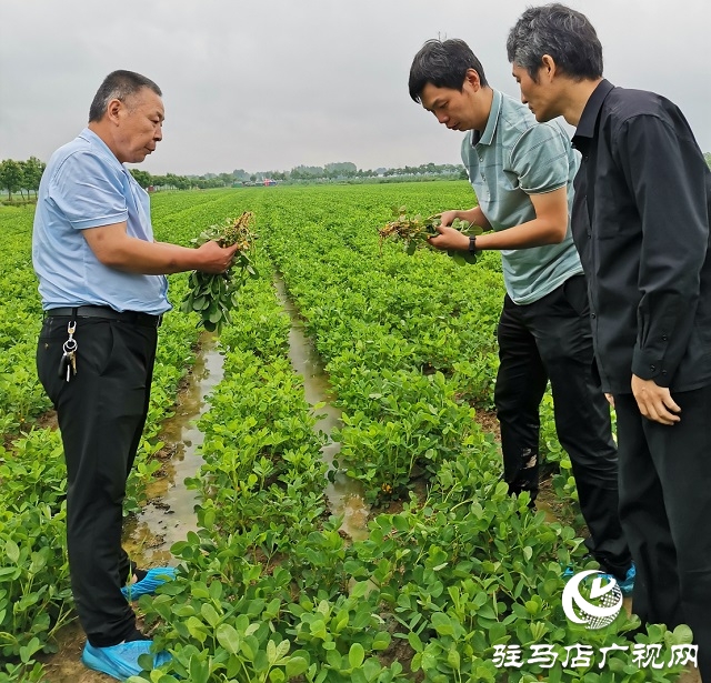 正陽(yáng)：省市縣三級(jí)氣象專家為花生花針期管理“把脈問診”