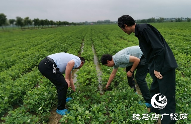 正陽：省市縣三級氣象專家為花生花針期管理“把脈問診”