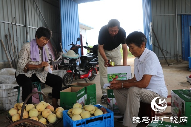 泌陽縣易齊發(fā)種植專業(yè)合作社帶領(lǐng)鄉(xiāng)親“一起發(fā)”