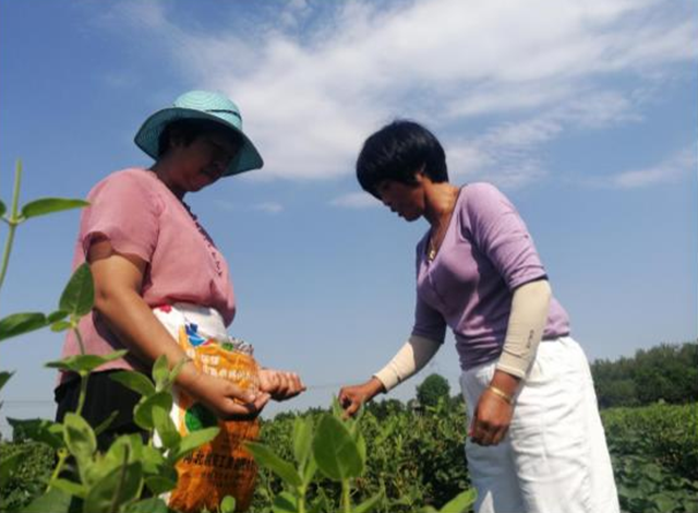 西平縣五溝營(yíng)鎮(zhèn)：金銀花種植助推脫貧攻堅(jiān)