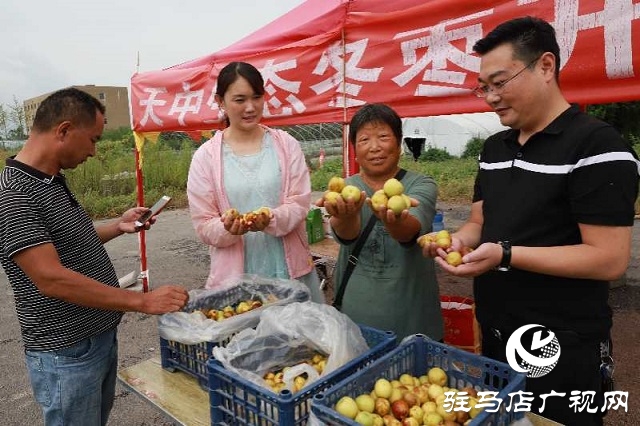 河南駐馬店驛城區(qū)：冬棗甜出幸福生活