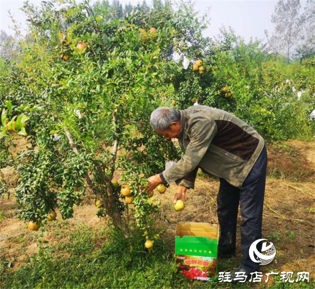 驛城區(qū)胡廟鄉(xiāng)綠色采摘果園的石榴紅了