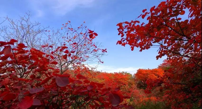 又是一年紅葉季，期待在這里遇見最美的你