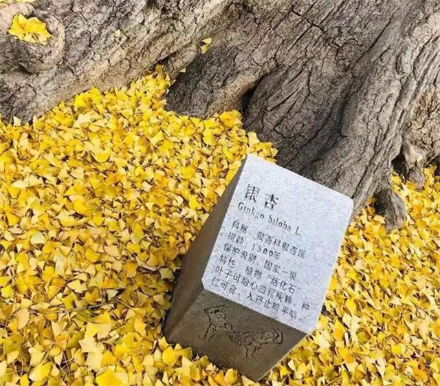 “古剎秋景惹人醉，金色滿園迎賓朋”——嵩山少林寺千年銀杏已到了一年之中最美時節(jié)！