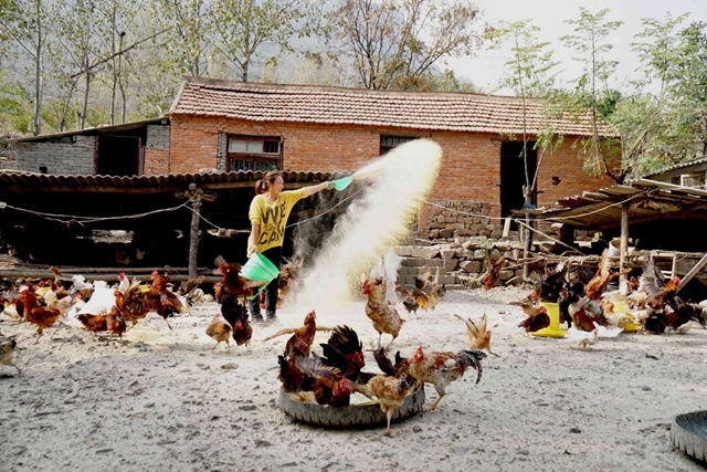 驛城區(qū)沙河鎮(zhèn)李歌：養(yǎng)雞帶民唱響致富歌