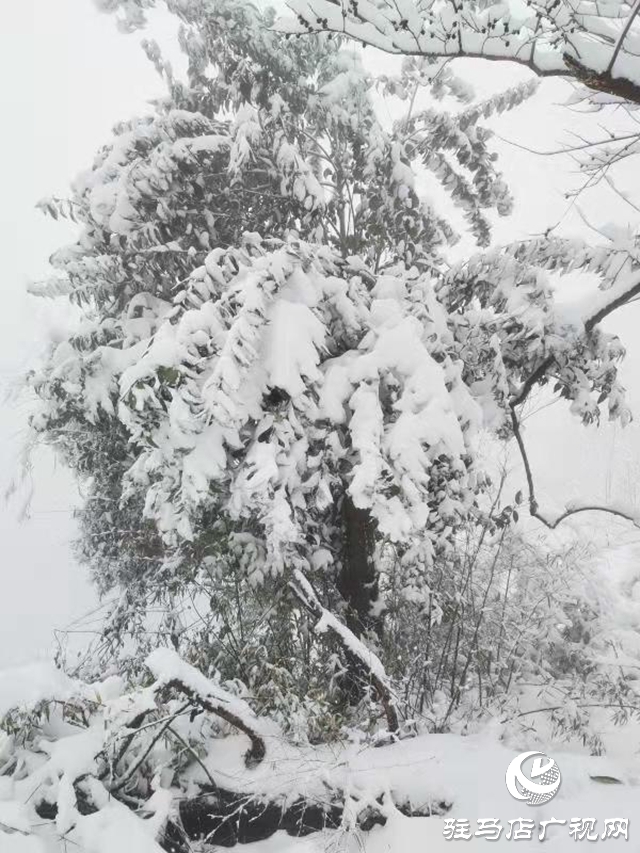 駐馬店2020年第一場雪“到貨” 老樂山銀裝素裹猶如仙境