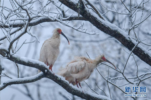 雪中朱鹮