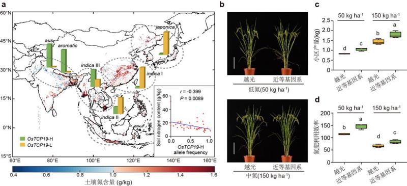 中國(guó)科學(xué)家找回“古早”水稻基因，可提高氮肥利用效率