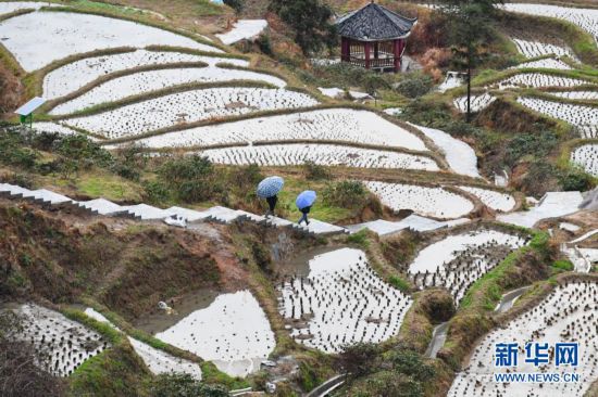 牛年春耕新圖景