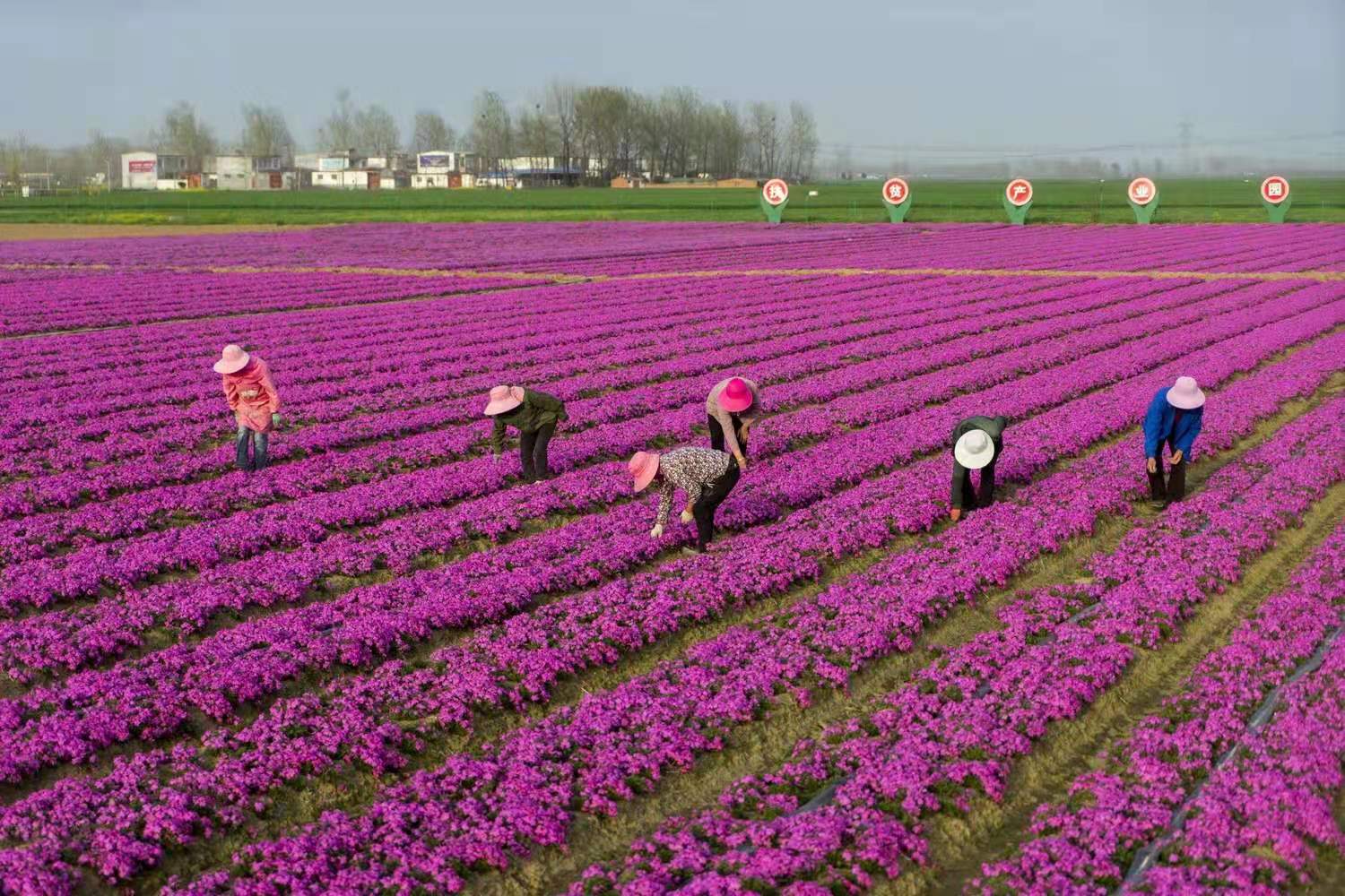 2021年3月下旬，在河南省駐馬店市遂平縣石寨鋪鎮(zhèn)的“花滿(mǎn)溪”，400畝芝櫻再次驚艷綻放，花開(kāi)如海，給人童話(huà)般的浪漫。王向陽(yáng) 攝