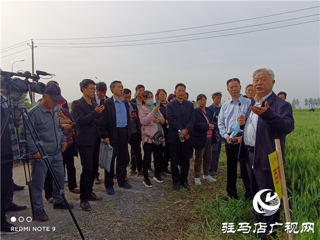 眼見為實 高產是王道  ——河南金六豐小麥觀摩會成功舉辦