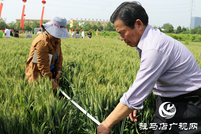 噸源種業(yè)舉辦2021蘇皖豫“福高2號”小麥觀摩會