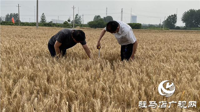 河南金六豐種業(yè)：小麥測產 產量喜人