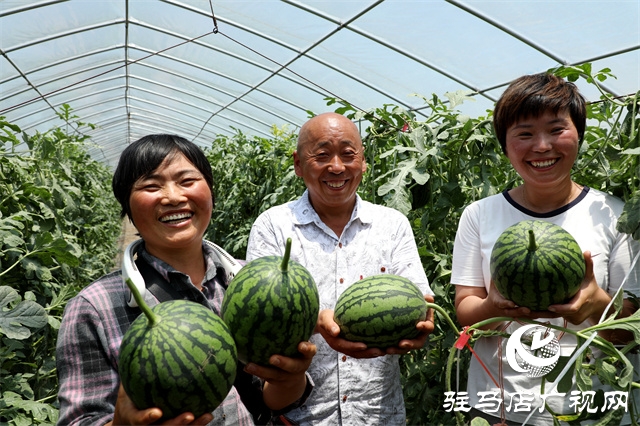  驛城區(qū)朱古洞鄉(xiāng)小西瓜鋪就甜蜜路