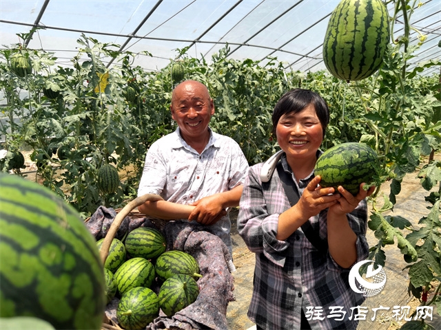  驛城區(qū)朱古洞鄉(xiāng)小西瓜鋪就甜蜜路