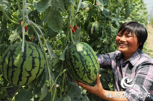  驛城區(qū)朱古洞鄉(xiāng)小西瓜鋪就甜蜜路