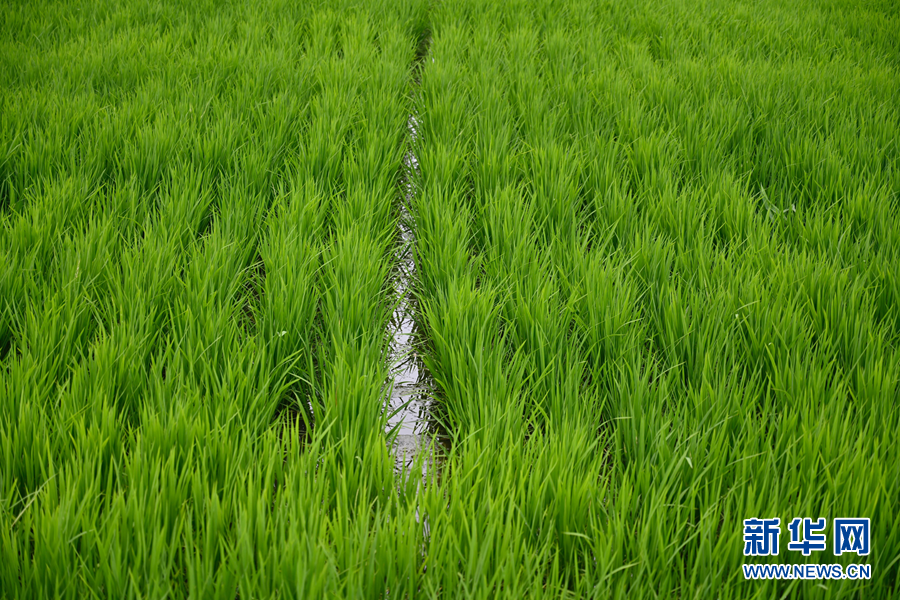 稻花香里河蟹肥 生態(tài)農(nóng)業(yè)走出“一地雙收”致富路