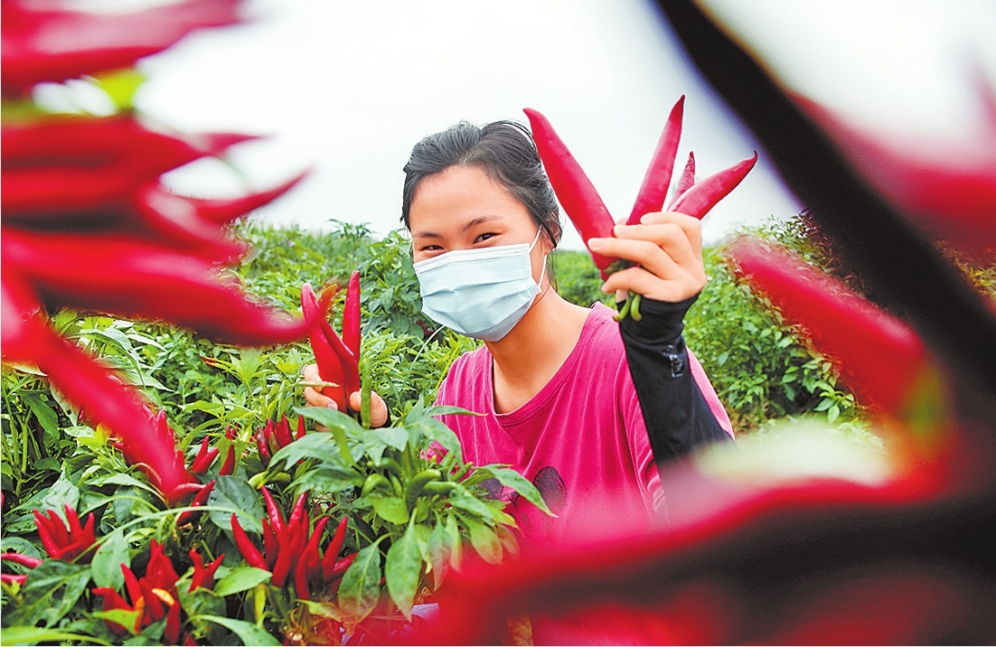 訂單辣椒采摘忙