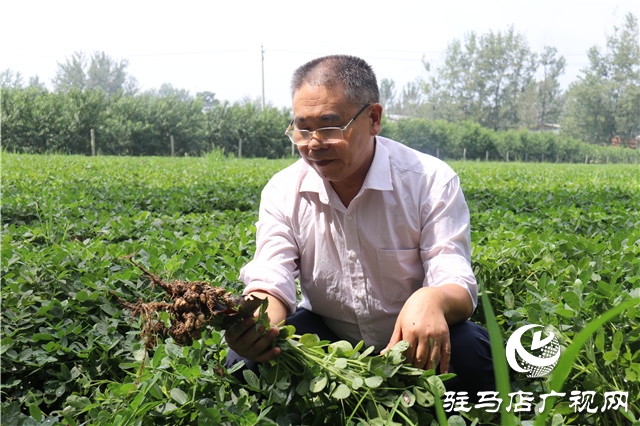 加強田間中后期管理 確保秋糧豐產(chǎn)豐收