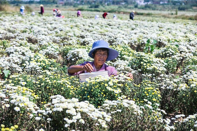 河南光山：菊花喜豐收