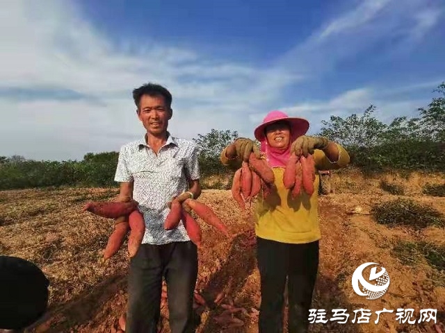 愛心助農(nóng) 駐馬店居然之家積極幫扶上門采購紅薯