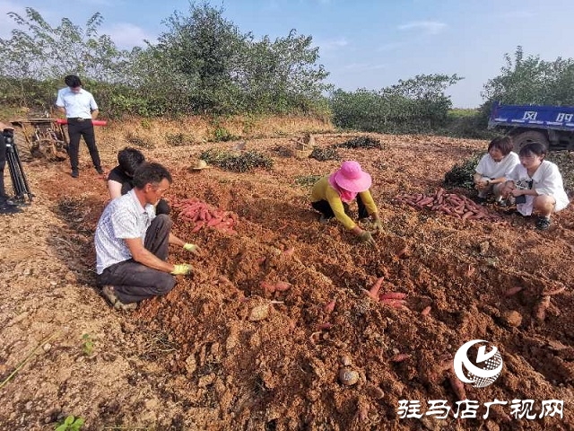 愛心助農(nóng) 駐馬店居然之家積極幫扶上門采購紅薯