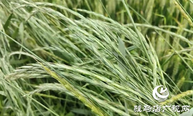 華夏種植合作社成功召開多花黑麥草除草培訓(xùn)會(huì)